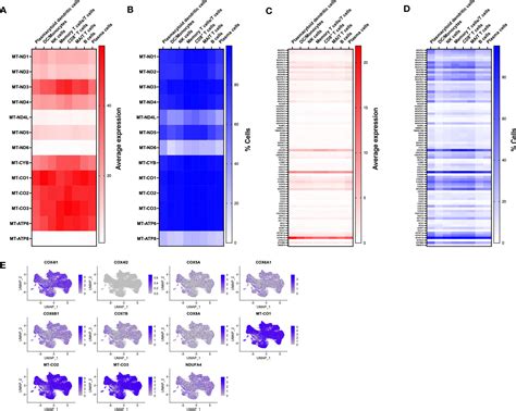 Frontiers Primary Oxidative Phosphorylation Defects Lead To