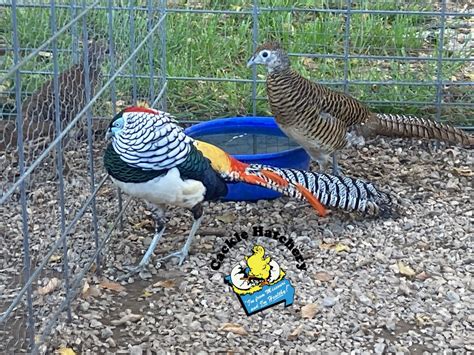 Ornamental Pheasants Rare Pheasant Chicks Cackle Hatchery®