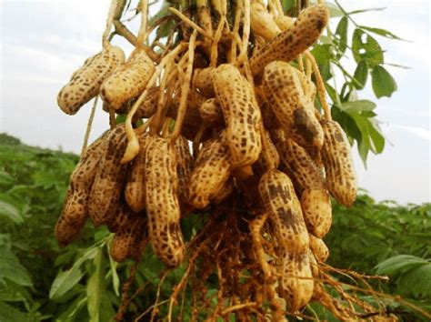 Gambar Pohon Kacang Tanah Pulp