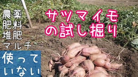 無農薬無肥料栽培自然農法のサツマイモを試し掘り【収穫】2019年10月9日 Youtube