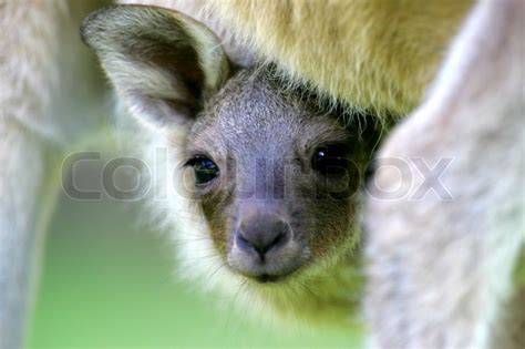 Western Grey Kangaroo | Stock image | Colourbox