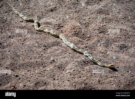 Pituophis Lineaticollis Fotografías E Imágenes De Alta Resolución Alamy