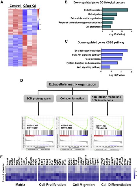 Long Noncoding Rna Cfast Regulates Cardiac Fibrosis Molecular Therapy