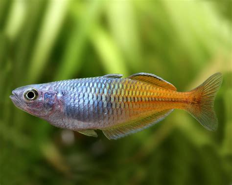 Roter Boesemani Regenbogenfisch Melanotaenia Boesemani