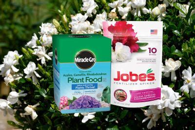 5 Best Fertilizers For Gardenias How And When To Use