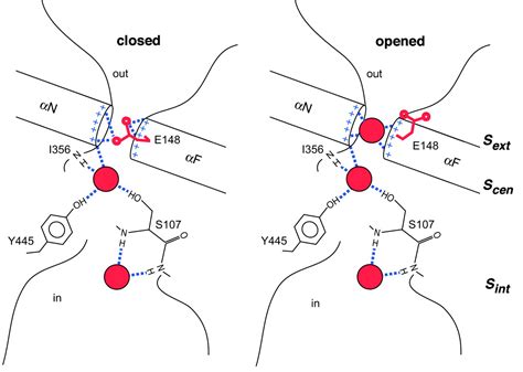 Gating The Selectivity Filter In Clc Chloride Channels Science