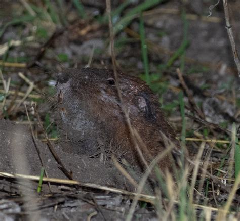 Mexico Mammal Watching