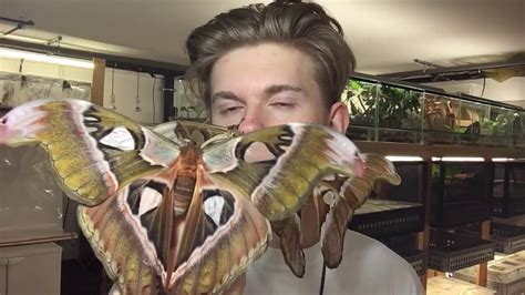 Giant Moths From Philippines Youtube