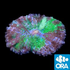 Oceans Garden Aquaculture Ora Aquacultured Purple And Green Ricordea