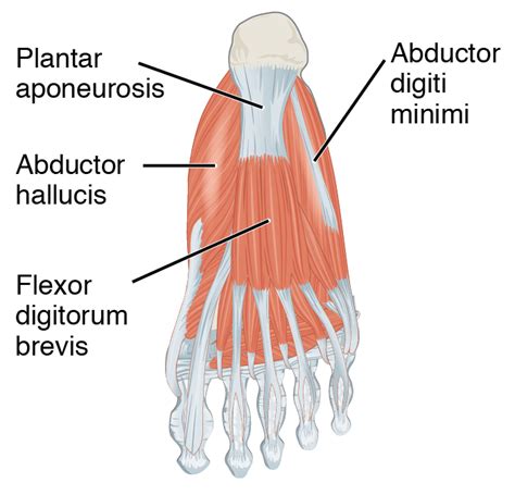 Intrinsic extrinsic foot muscles - parentdase