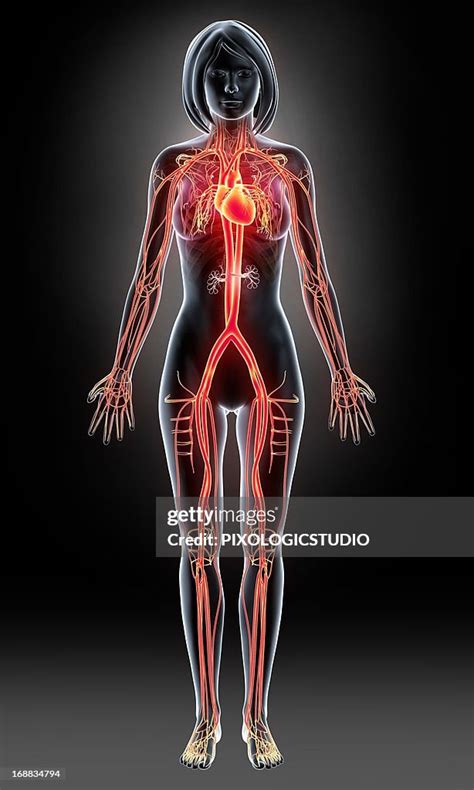 Human Arteries Artwork High Res Vector Graphic Getty Images