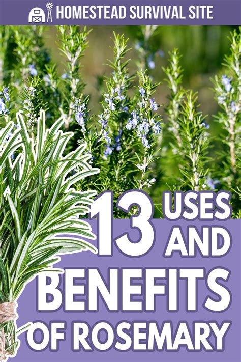 13 Uses and Benefits of Rosemary | Rosemary health benefits, Rosemary ...