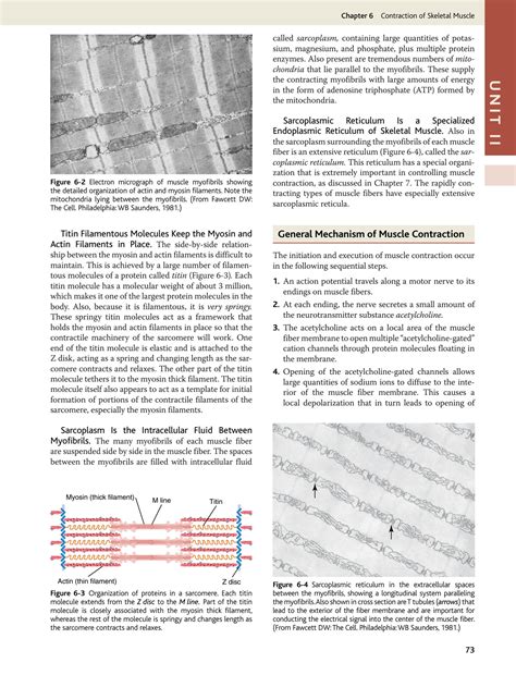 SOLUTION Medical Physiology Contraction Of Skeletal Muscle Studypool