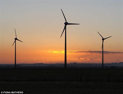 Wind Turbines Are Killing Hundreds Of Britain S Bats Each Year Daily