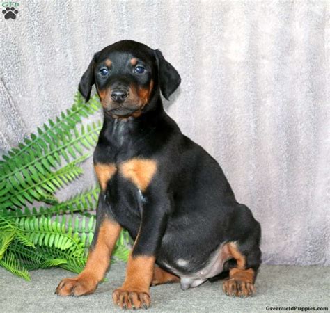 Travis - Doberman Pinscher Puppy For Sale in Pennsylvania