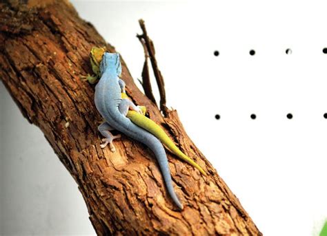 Electric Blue Gecko Care And Breeding Information Reptiles Magazine