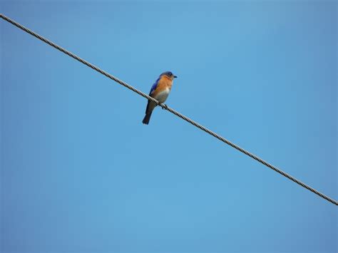 Eastern Bluebird (male) RP – My Bird of the Day