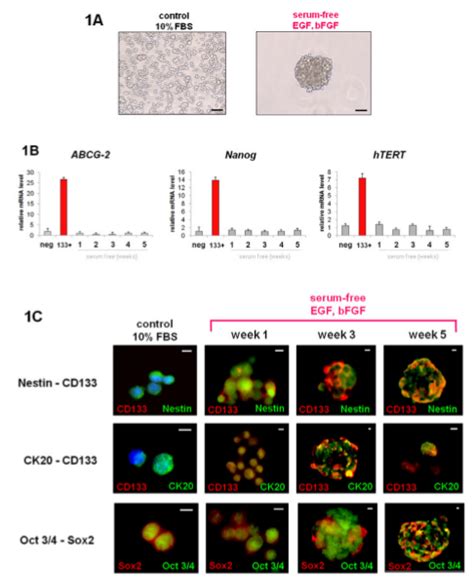 Genes Cancer Cd Positive Cancer Stem Cells From Colo Human