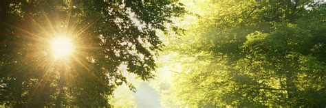 ФотоВидеоСинтез | ФотоВидеоСинтез — один из самых важных биологических ...