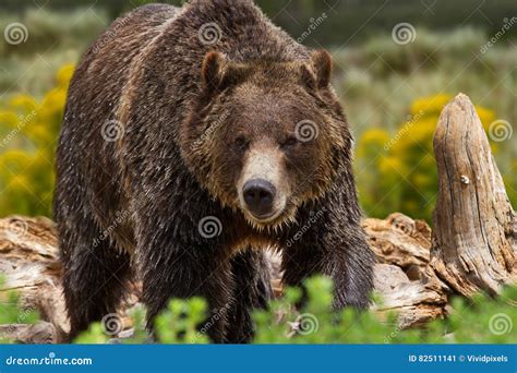 Grizzly Bear In Yellowstone National Park Stock Image Image Of