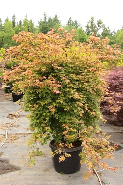 Acer Palmatum Beni Maiko Specimen 2157 Conifer Kingdom