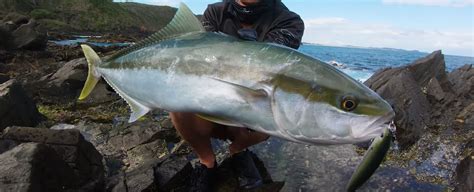 Kingfish Lures 2023: Your Key To A Successful Fishing Season