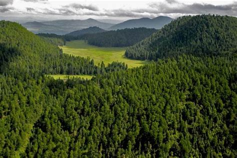 AMLO quiere sembrar un millón de hectáreas de árboles Quinta Fuerza