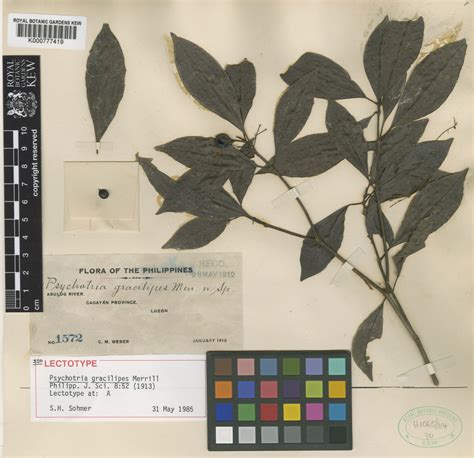 Psychotria Gracilipes Merr Plants Of The World Online Kew Science