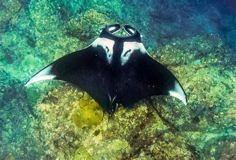 oceanic manta rays divepoint maldives