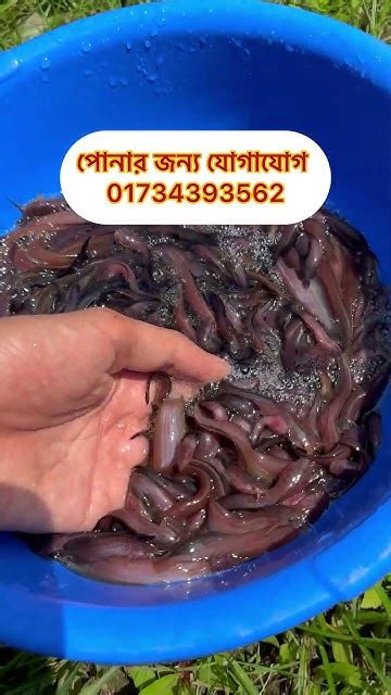 শিং এবং মাগুর মাছ চাষ পদ্ধতি Catfish Farming Tips Fishing