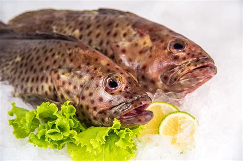 Brown Spotted Grouper