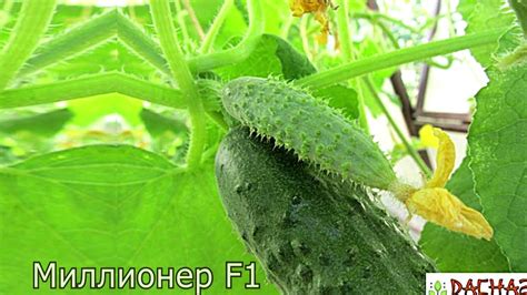 Огурцы сорта МИЛЛИОНЕР F1 - YouTube