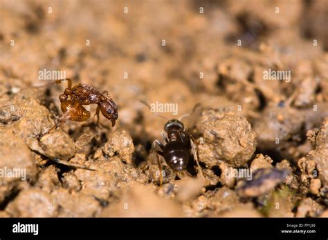 Common Red Ant Myrmica Rubra And Small Black Ant Lasius Nigra A Red Ant Adopts Defensive