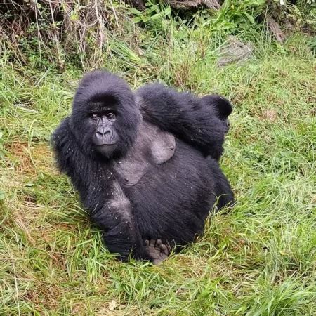 1 Day Rwanda Gorilla Trekking Volcanoes NP Safari 2 Gorilla Tours