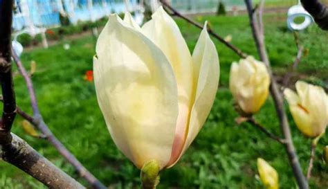 28 Dwarf Magnolia Trees That Are Perfect for Small Gardens