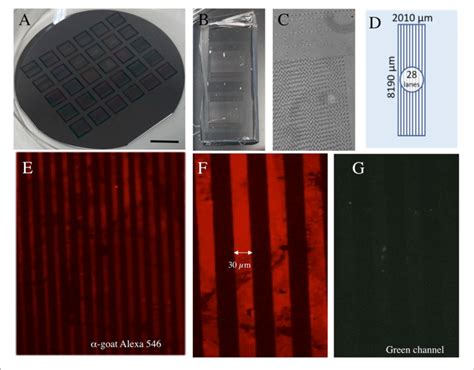 Characterization of microcontact printing µCP A The silicon