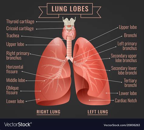 Human Lungs Infographic Royalty Free Vector Image