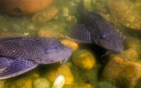 Pleco Breeding: How to Breed Plecostomus - Fish Laboratory