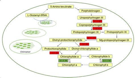 Porphyrin And Chlorophyll Metabolism Related Gene Expression In Wucai