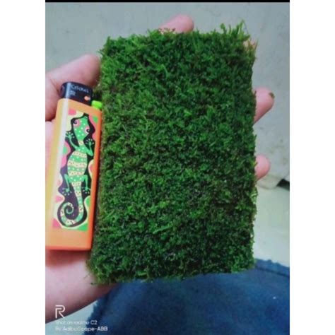 Jual Mos Lempeng Full Daun Air Tanaman Air Aquascape Shopee Indonesia