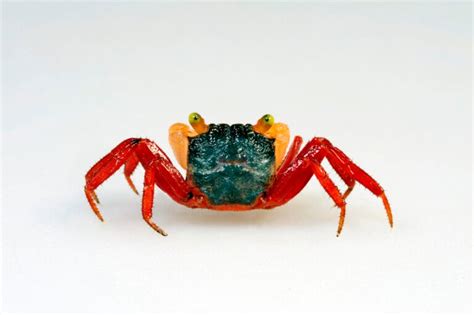 51 Of The Most Colorful Crabs In The World Color Meanings