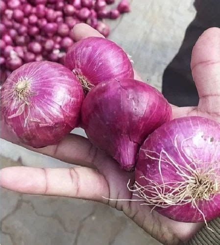 Maharashtra Kg Red Onion A Grade Onion Size Mm At Rs Tonne