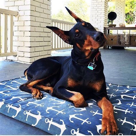 4,481 Likes, 24 Comments - Doberman Pinscher Gear (@dobermanpride) on ...