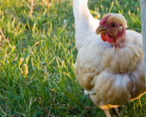 Naked Neck Turken Chicken Care And Breed Facts