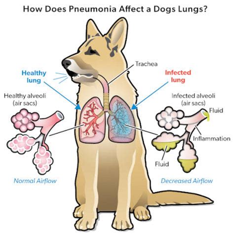 how to tell if my dog has pneumonia
