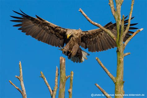 Foto Seeadler Landung Auf Ansitz Thomas Reich Bilderreich