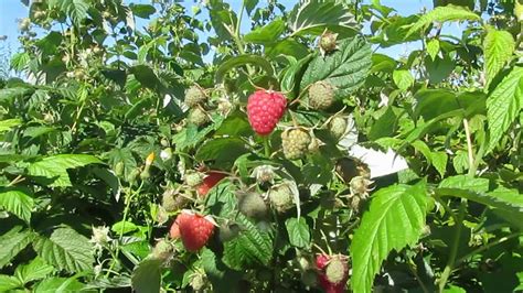 Малина Химбо Топ Описание Сорта Фото – Telegraph