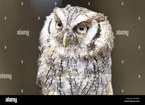 screech owl staring with its big eyes Stock Photo - Alamy