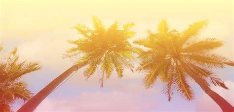 Summer With Colorful Theme As Palm Trees Background As Texture Frame