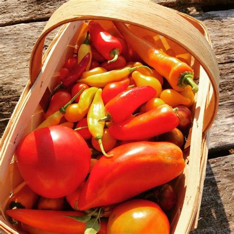 Heirloom Vegetable Garden Gift Box Kit| Plant Addicts